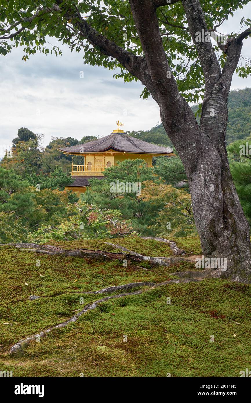 Il vecchio albero sakura nel parco muss del tempio di Kinkaku-ji (Rokuon-ji). Kyoto. Giappone Foto Stock