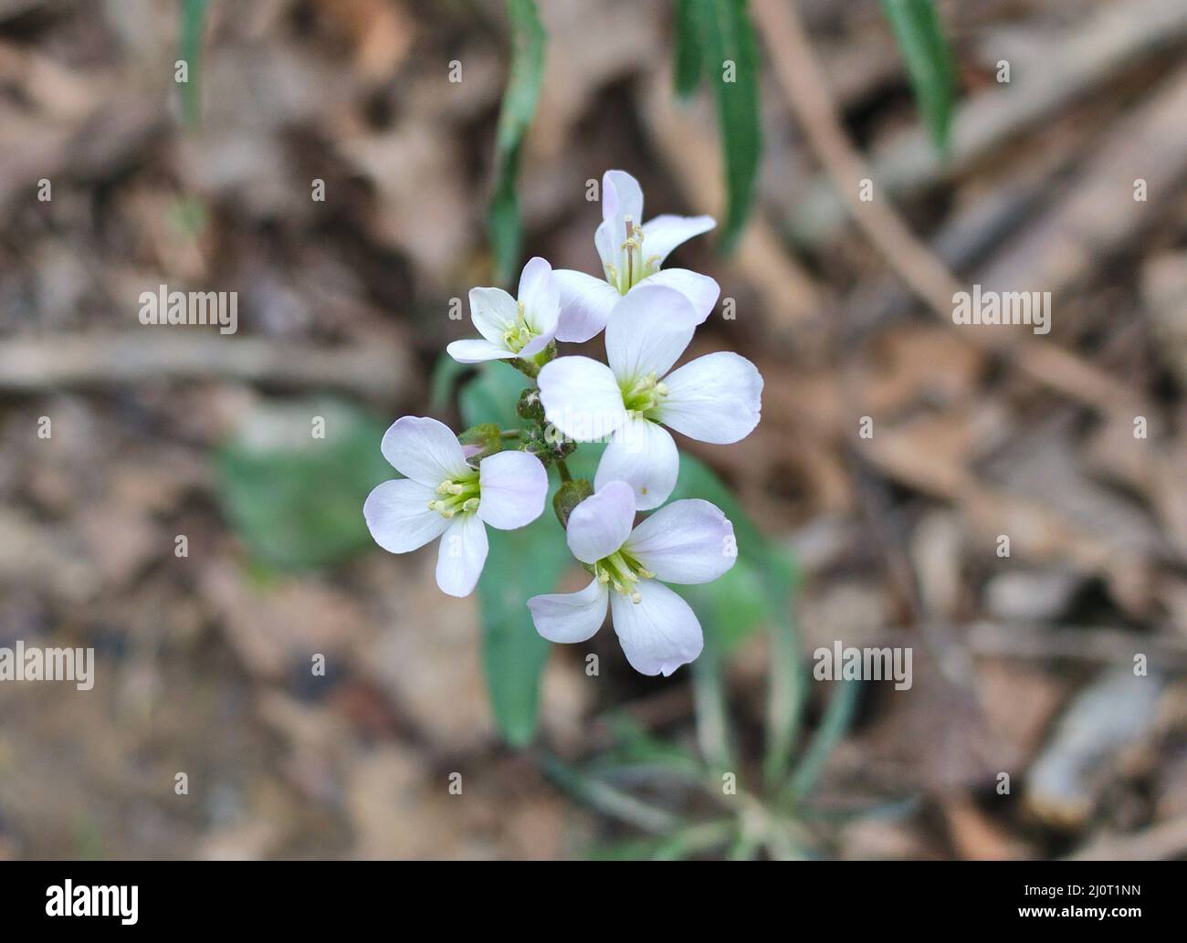 Una macro immagine di un gruppo di arabidopsis (rockcress) che fiorisce in primavera nel Kentucky. Foto Stock