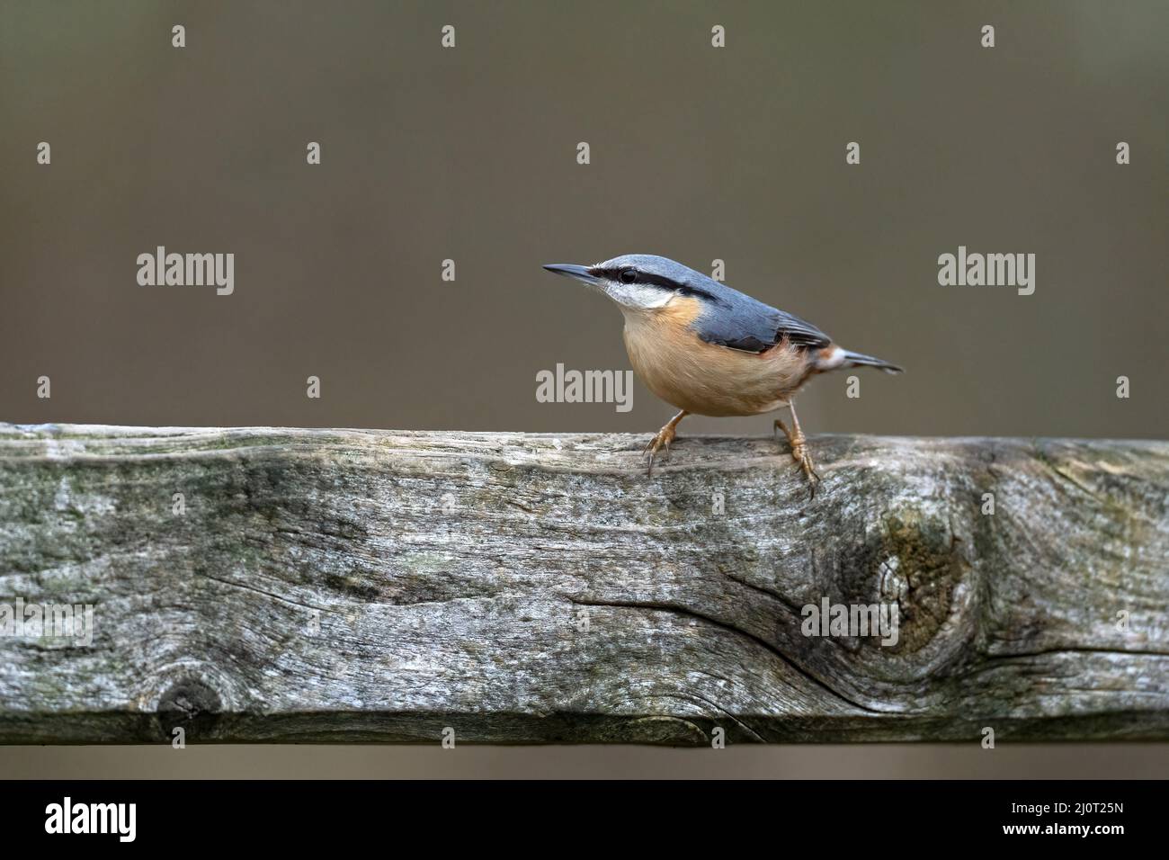 Nuthatch-Sitta europaea. Foto Stock
