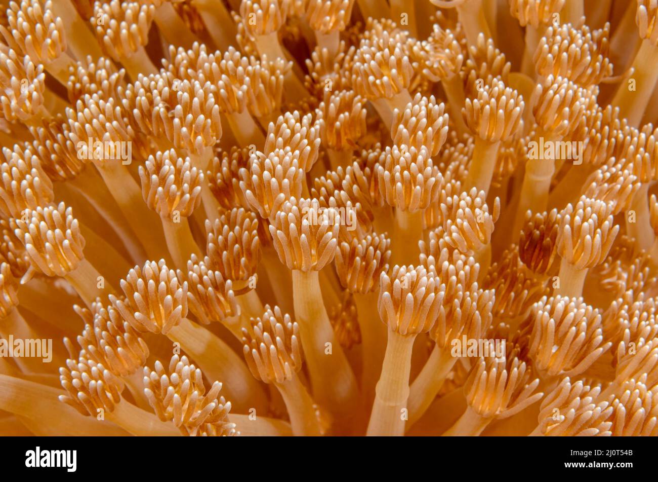 Corallo di flowerpot, Goniopora lobata, Alor, Nusa Tenggara, Indonesia, Pacifico Foto Stock
