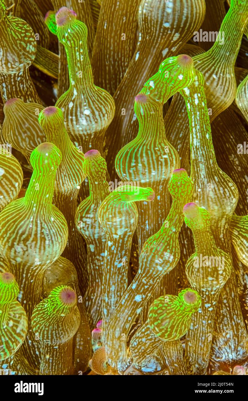 Bampolle-Tentacle Sea Anemone , Entachmaea quadricolor, Alor, Nusa Tenggara, Indonesia, Pacifico Foto Stock