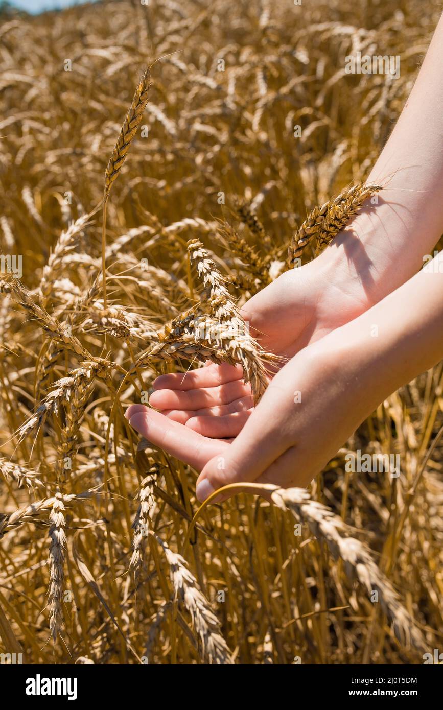 Le spighe di grano nella concep di Hand.Harvest, campo con le spighe dorate di grano in un giorno caldo di estate Foto Stock