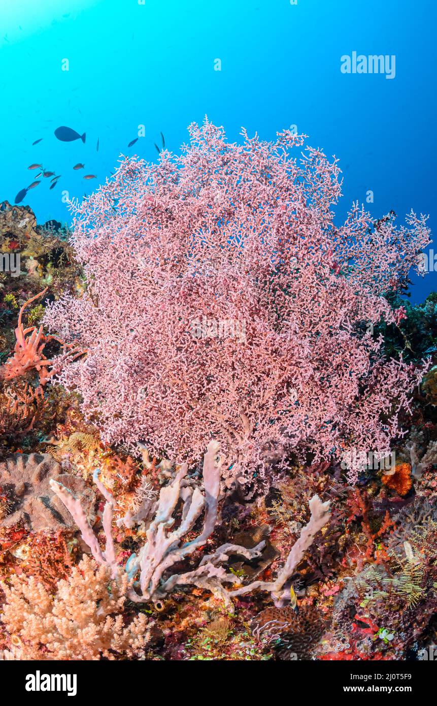 Sea fan, Muricella paraplectana, Alor, Nusa Tenggara, Indonesia, Pacifico Foto Stock