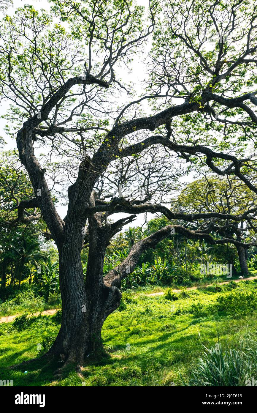 Grandi alberi e rami si estendono all'ombra in Sri lanka. Foto Stock