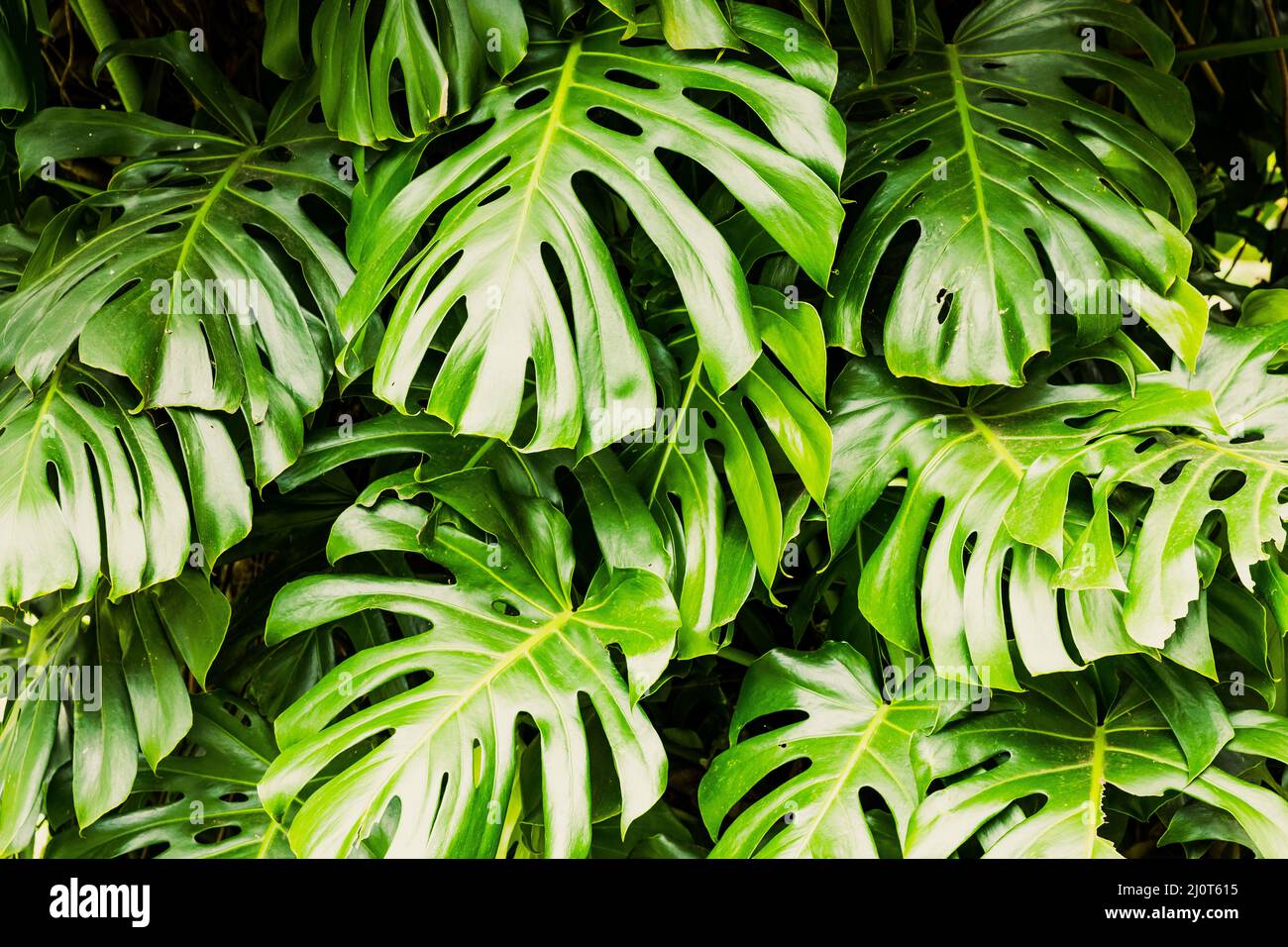 Foglie verdi di Monstera filodendro pianta che cresce in selvaggio, la foresta tropicale pianta. Foto Stock