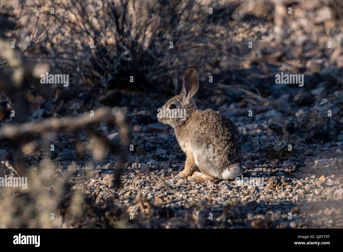 Un Cottontail di montagna nel Parco Nazionale di Saguaro, Arizona Foto Stock