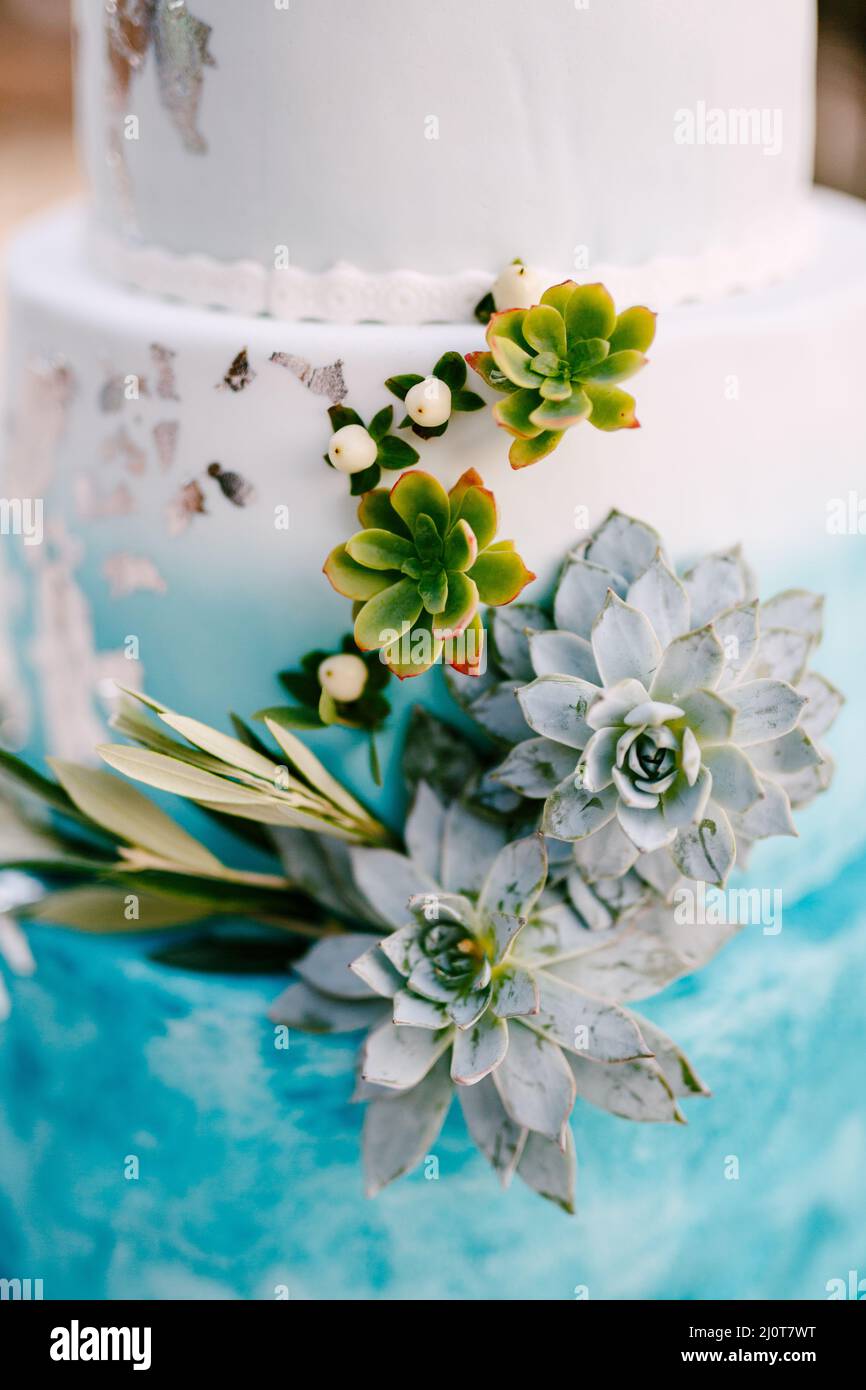 Piano di torta di nozze blu e bianca decorata con succulenti verdi Foto Stock