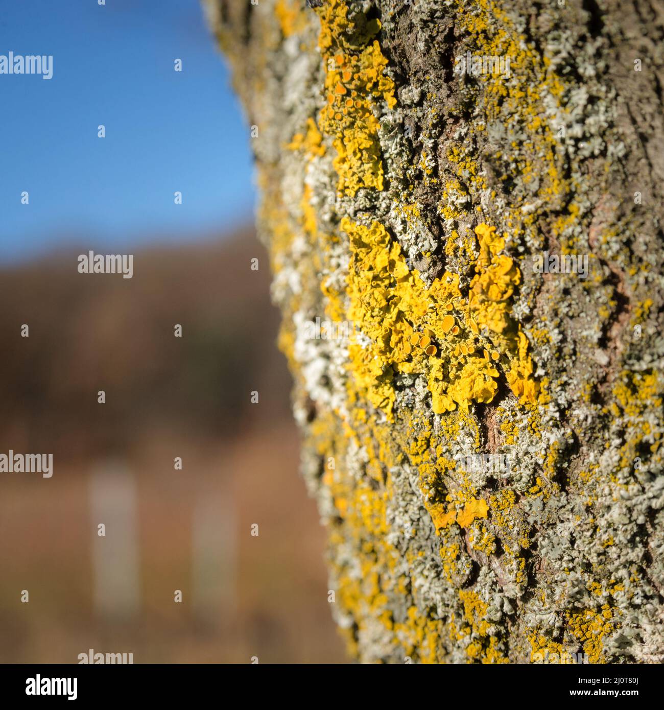 Il verde chiaro e i licheni grigi crescevano su un albero Foto Stock