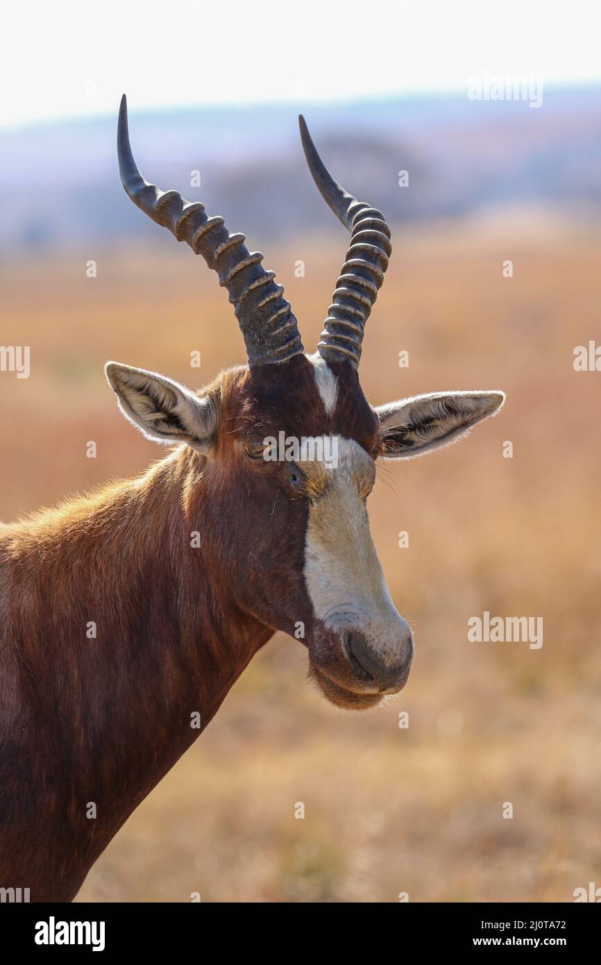 Blesbok, Parco Nazionale della montagna Zebra Foto Stock