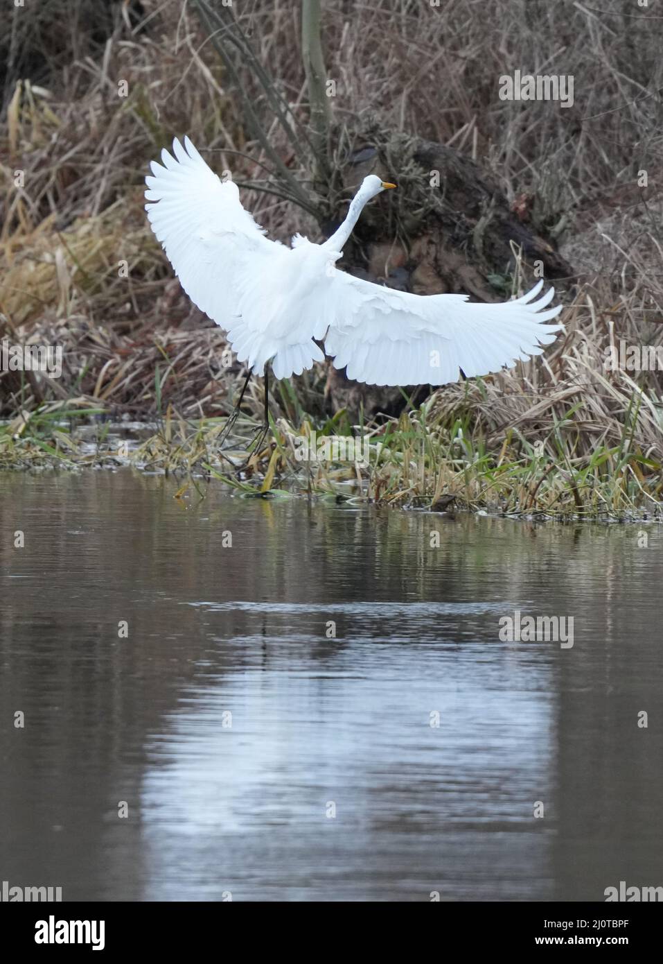 Oranienburg, Germania. 02nd Feb 2022. Un grande Egret Bianco (Ardea alba) si erge con le ali che si stendono sulla riva nell'acqua del fiume Havel. Credit: Soeren Stache/dpa-Zentralbild/ZB/dpa/Alamy Live News Foto Stock