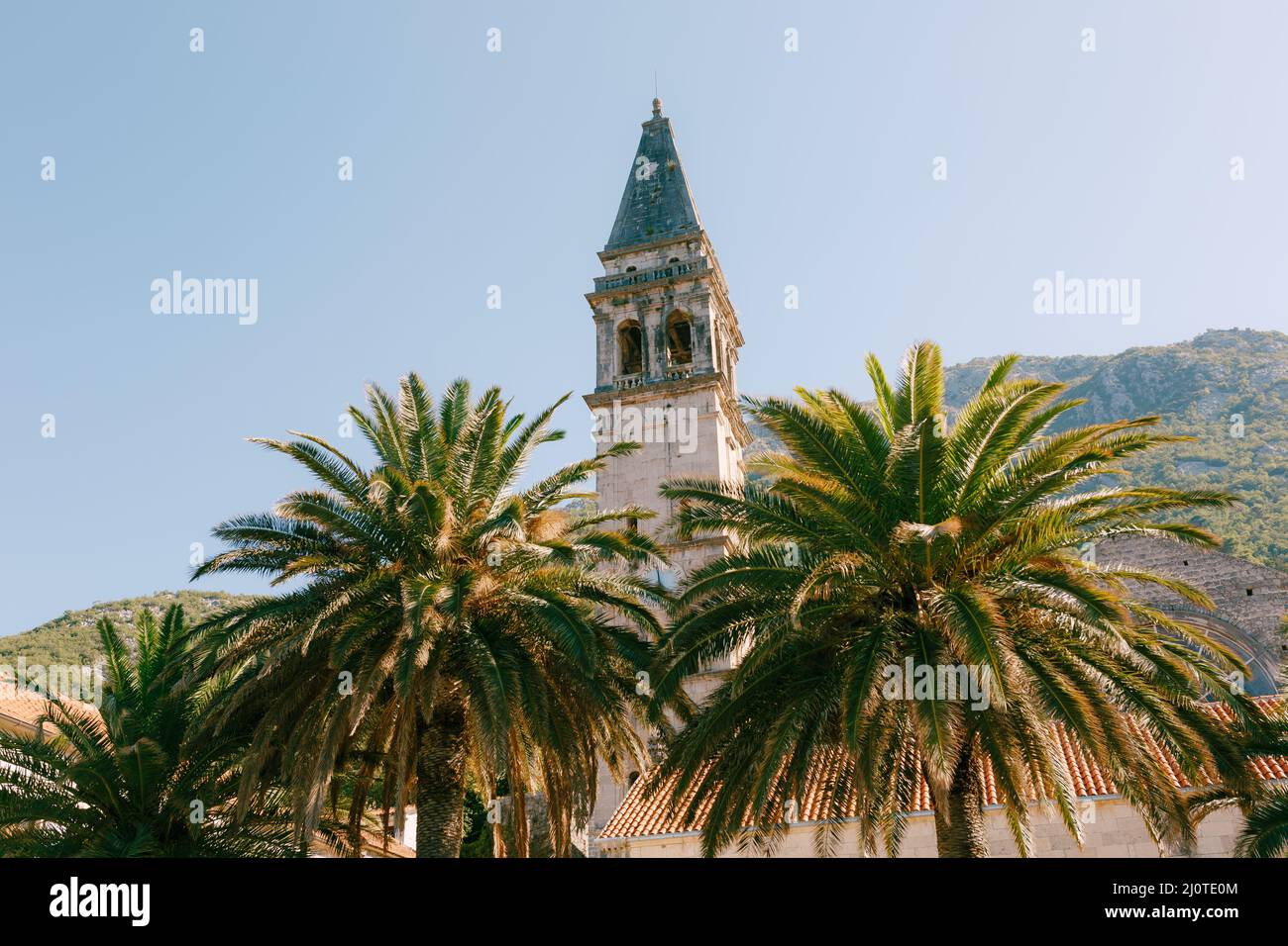 Vista attraverso le cime delle palme fino alla torre della Chiesa di San Nicola. Montenegro Foto Stock