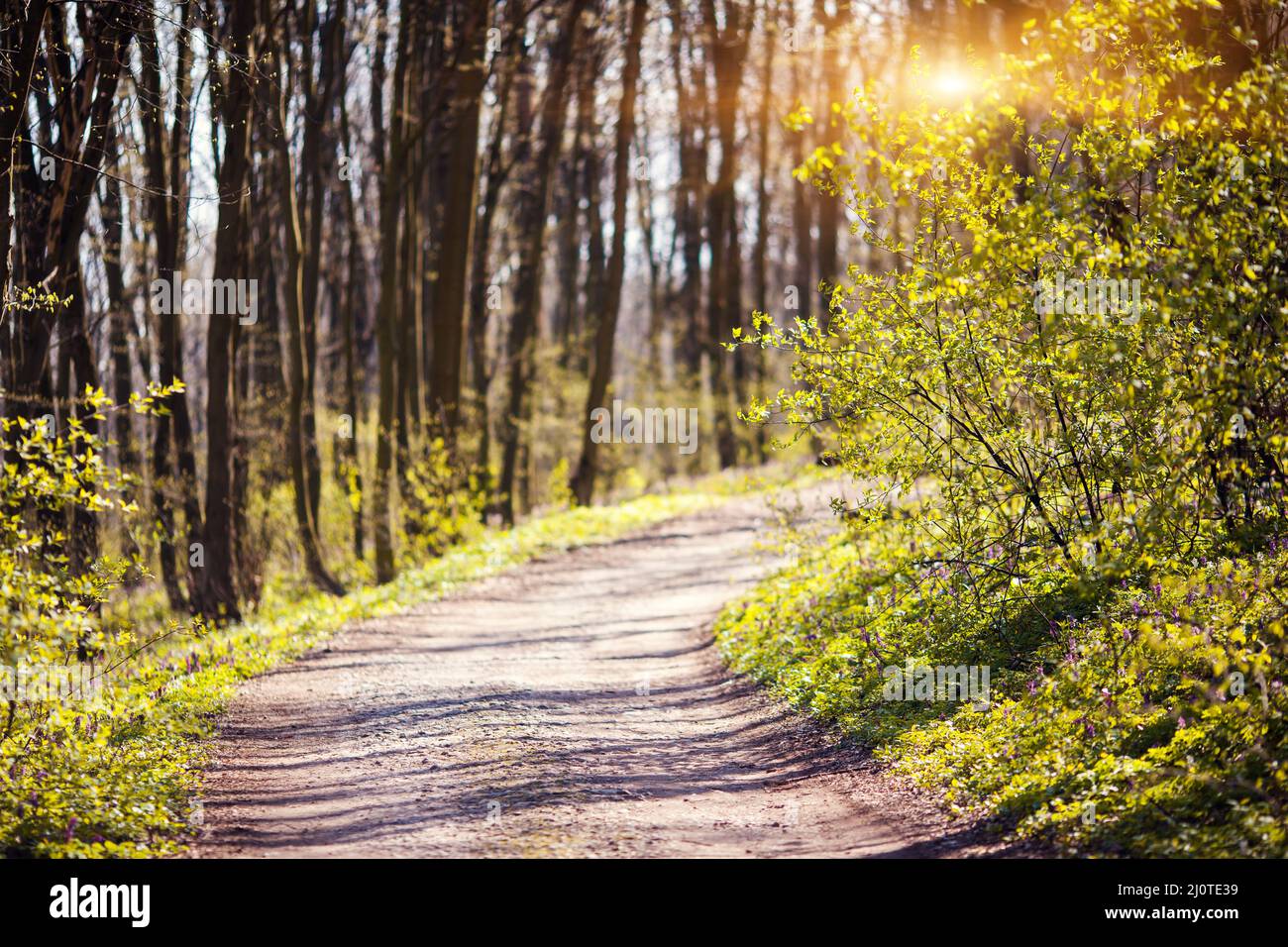 Il sentiero è nella foresta di primavera. Ucraina, Europa. Mondo di bellezza. Foto Stock