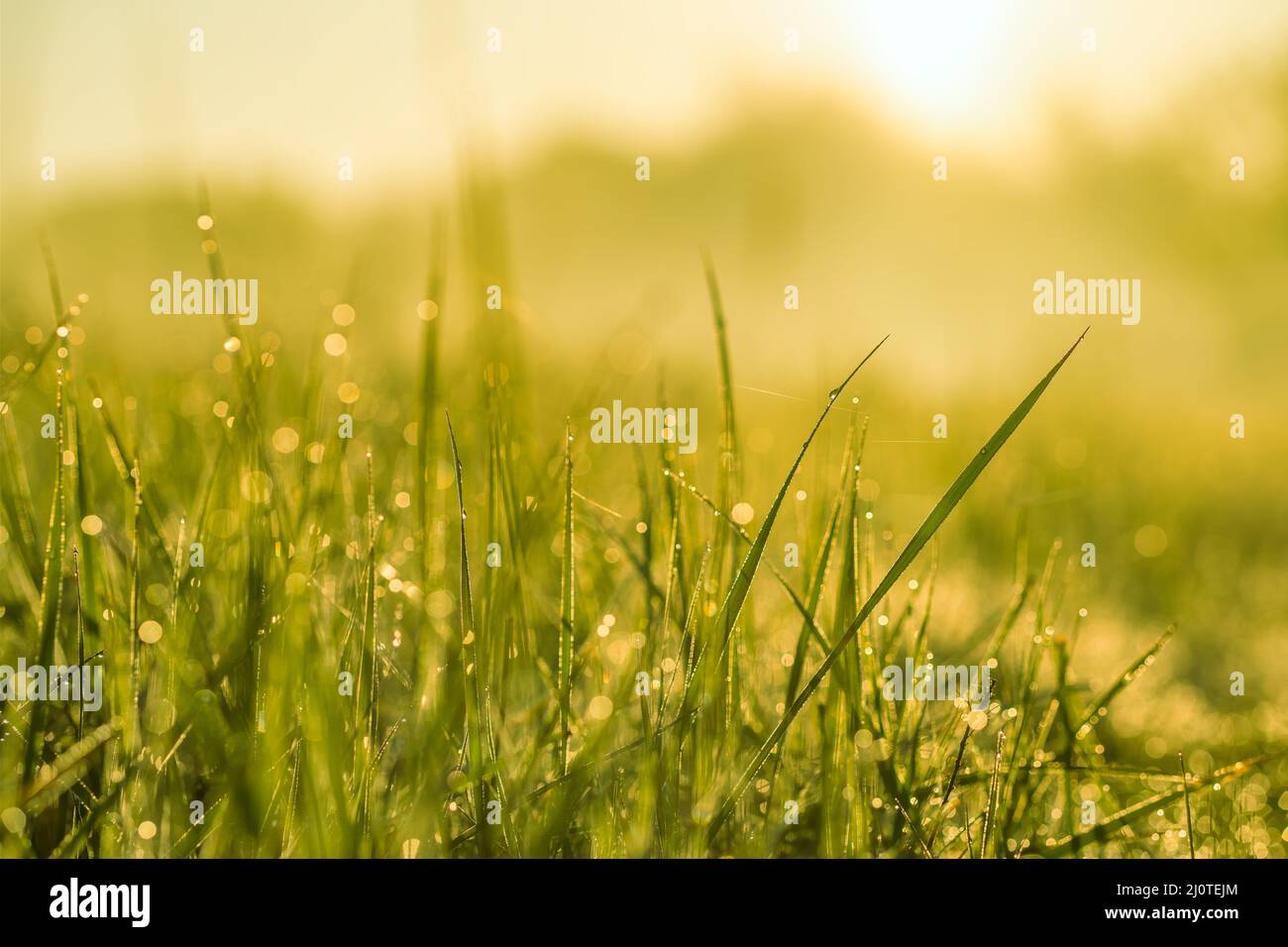 Prato erba con gocce di rugiada in primo piano luce mattina Foto Stock