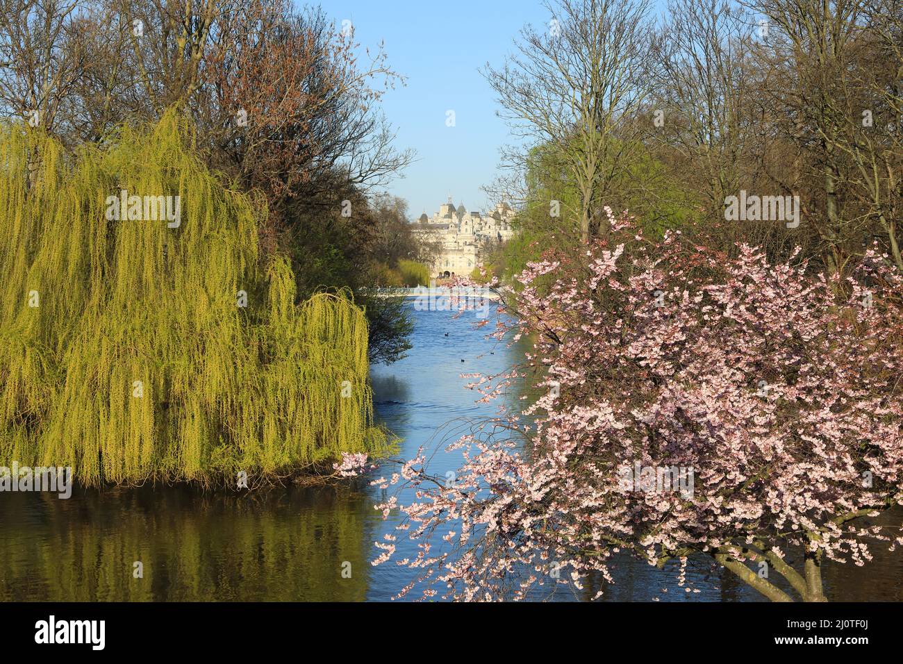 Bella fioritura in un fine settimana di marzo soleggiato a St James Park, nel centro di Londra, Regno Unito Foto Stock