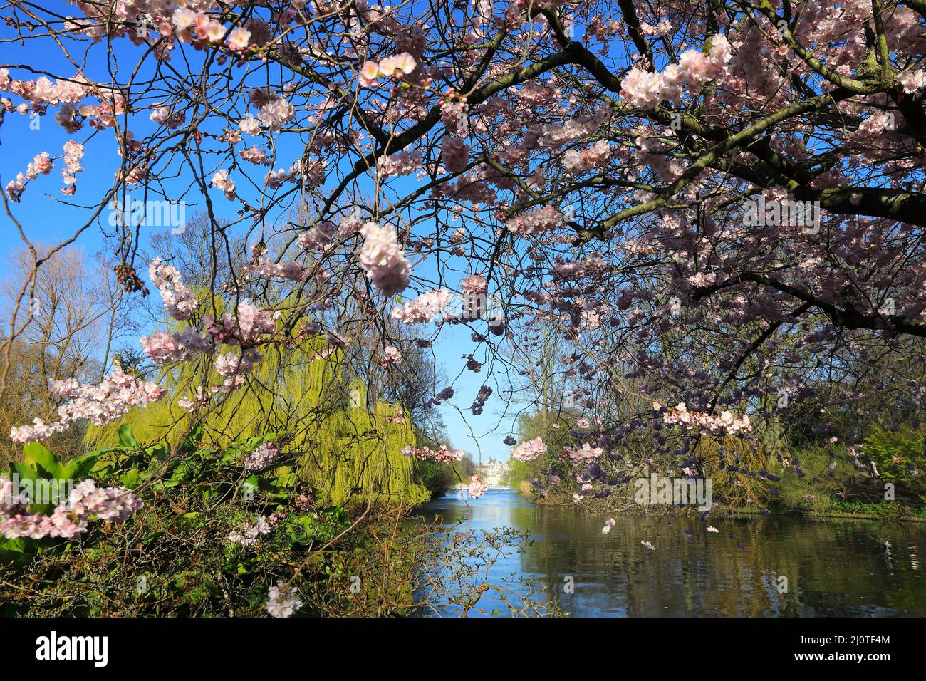 La gente gode di un clima insaponabilmente caldo vicino a una bella fioritura in un fine settimana di marzo soleggiato a St James Park, nel centro di Londra, Regno Unito Foto Stock