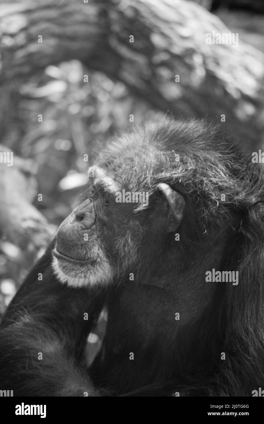 Colpo verticale bianco e nero di una scimmia seduta su un tronco di albero Foto Stock
