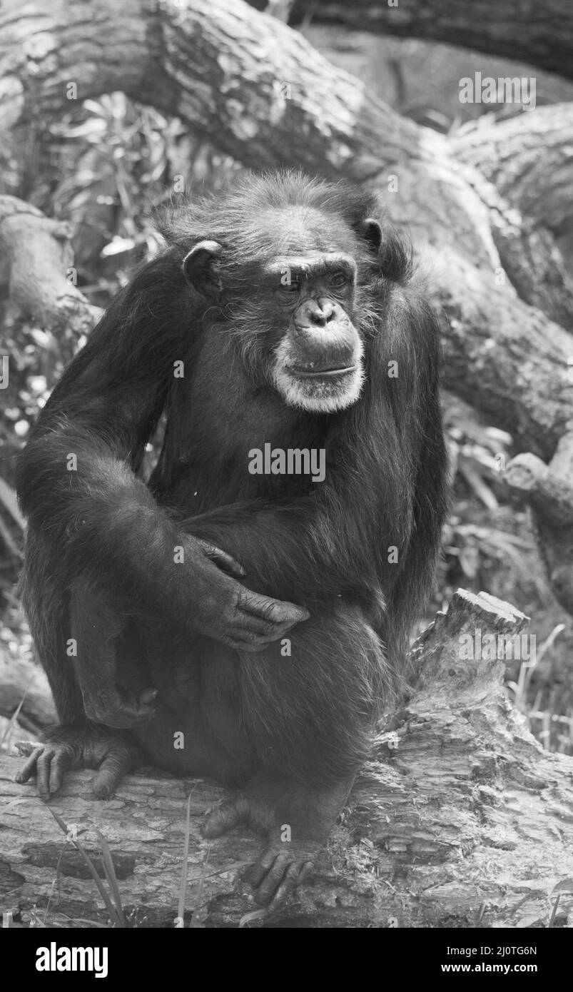 Colpo verticale bianco e nero di una scimmia seduta su un tronco di albero Foto Stock