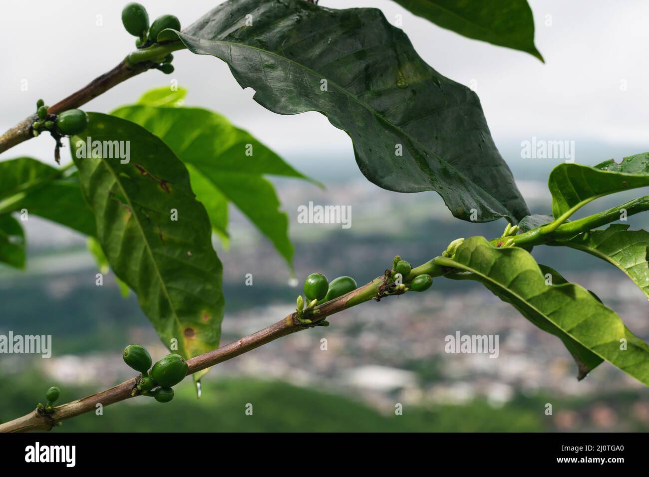 Caffè arabica (Coffea arabica) con frutta verde, situato nella regione del caffè colombiano vicino alla città di Pereira. Foto Stock