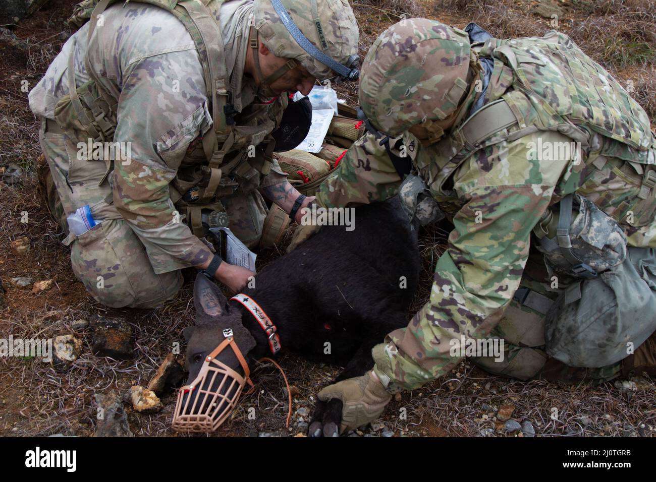 SGT. 1st Classe Dain Neininger e Sgt. Chaise Rheinlander, 1st Divisione Cavalleria, valuta un incidente canino durante il Sgt. Major Jack L. Clark Jr. U.S. Army Best Medic Competition, 25 gennaio 2022, Fort Hood, Texas. La competizione è una brulicante 72 ore con molti eventi per testare le abilità dei soldati. (STATI UNITI Esercito foto di Dylan Bailey) Foto Stock
