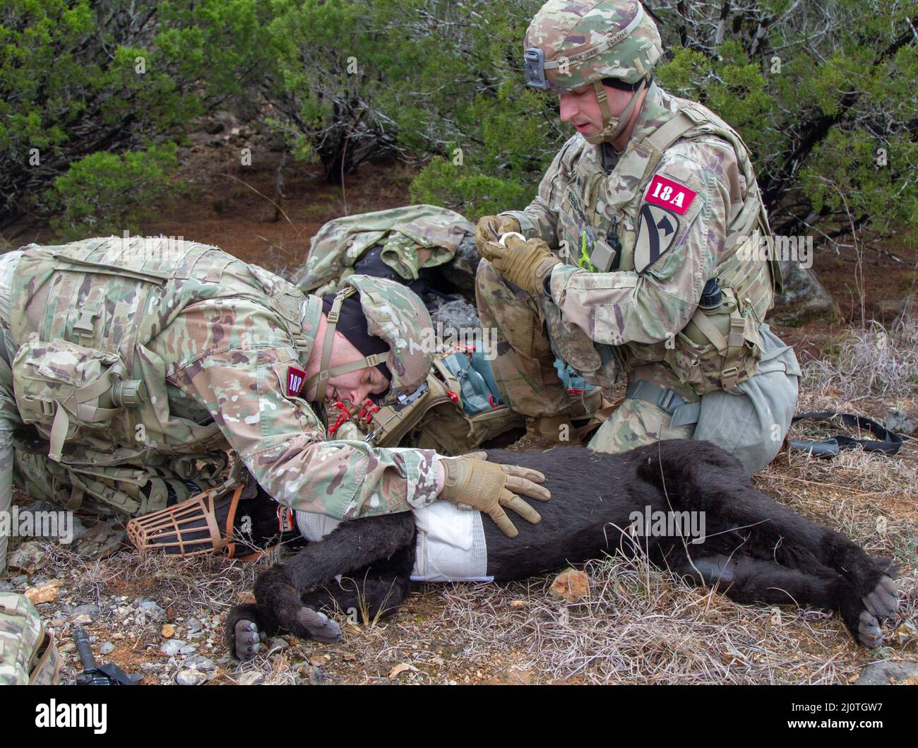 SGT. 1st Classe Dain Neininger e Sgt. Chaise Rheinlander, 1st Divisione Cavalleria, valuta un incidente canino durante il Sgt. Major Jack L. Clark Jr. U.S. Army Best Medic Competition, 25 gennaio 2022, Fort Hood, Texas. La competizione è una brulicante 72 ore con molti eventi per testare le abilità dei soldati. (STATI UNITI Esercito foto di Dylan Bailey) Foto Stock