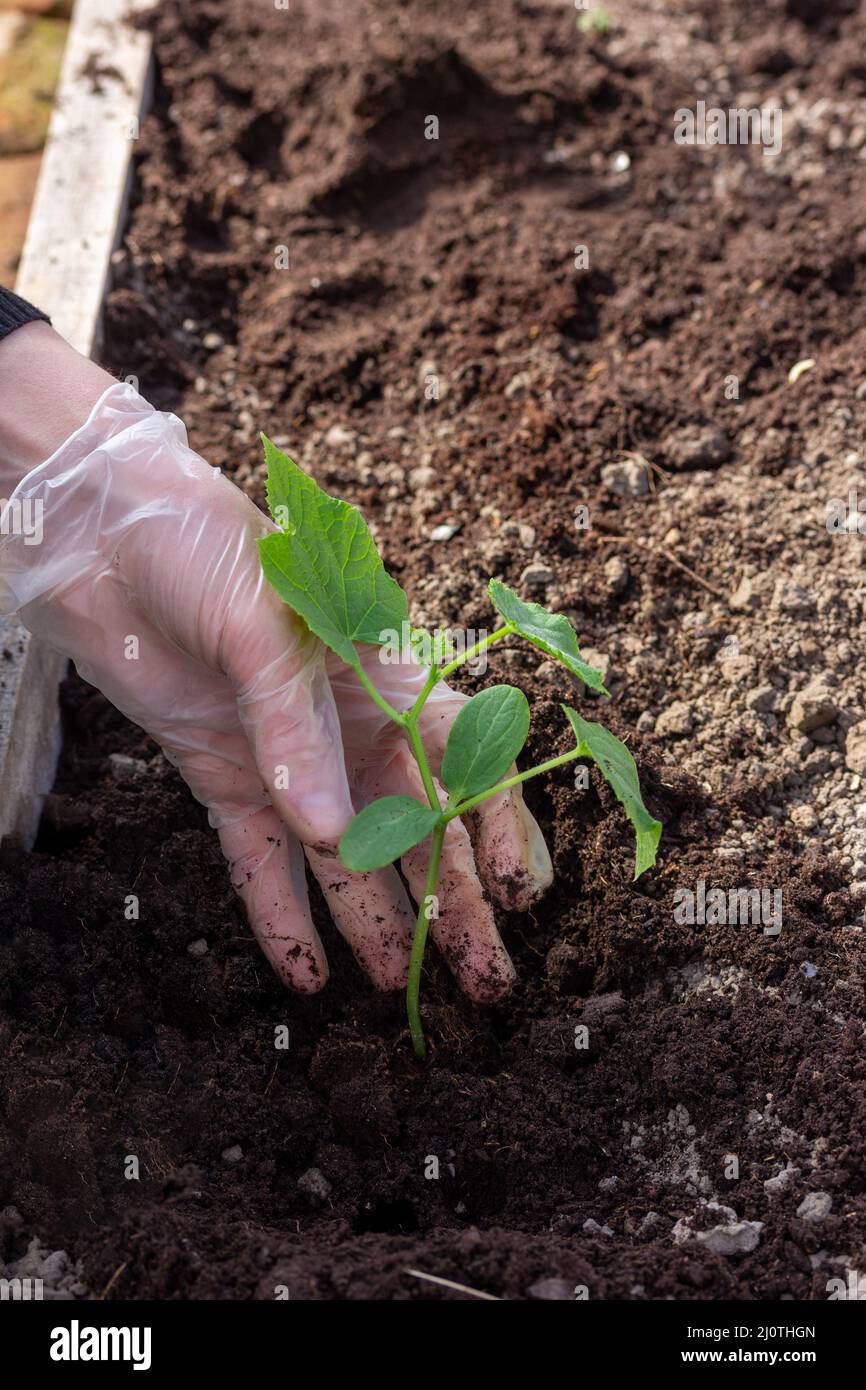 Una mano femminile in un guanto pianta cetrioli piantine nel suolo in una serra in una primavera giorno di sole Foto Stock