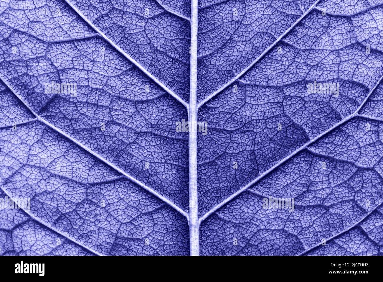 Macro texture foglia close up molto peri colore dell'anno 2022 Foto Stock