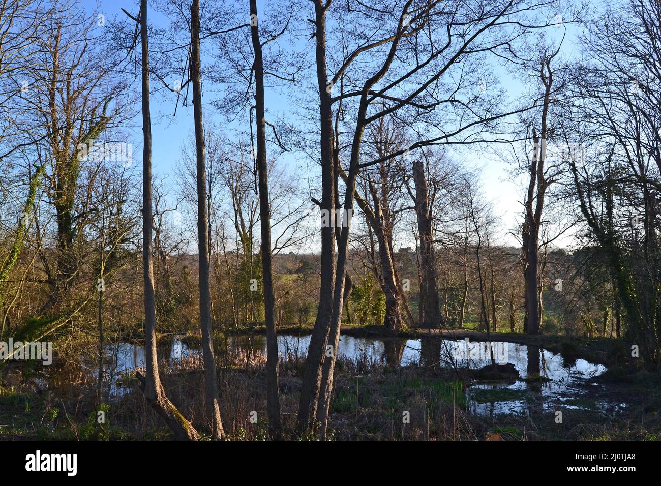 Scene da Petts Wood's National Trust-mantenuto Hawkwood Estate in una giornata di sole nel marzo 2022. Petts Wood è un sobborgo di Bromley borough, Londra Foto Stock