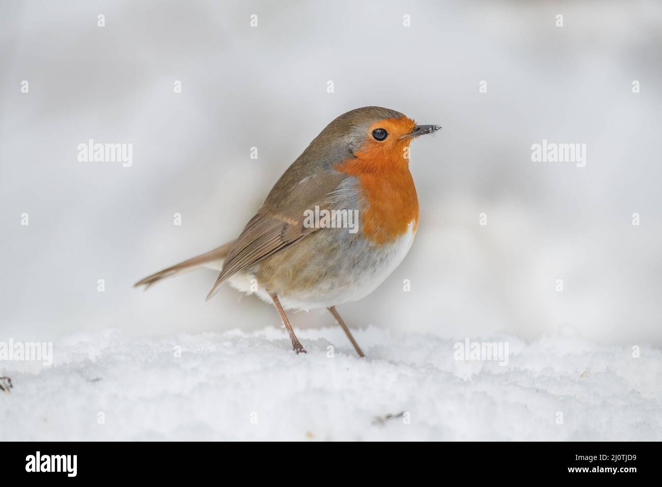 Robin arroccato nella neve in una foresta in inverno in Scozia Foto Stock