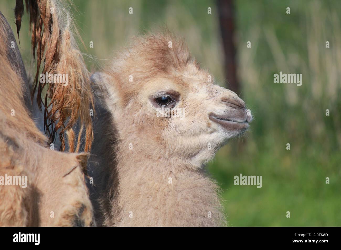 un carino cammello in primo piano in un prato in primavera Foto Stock