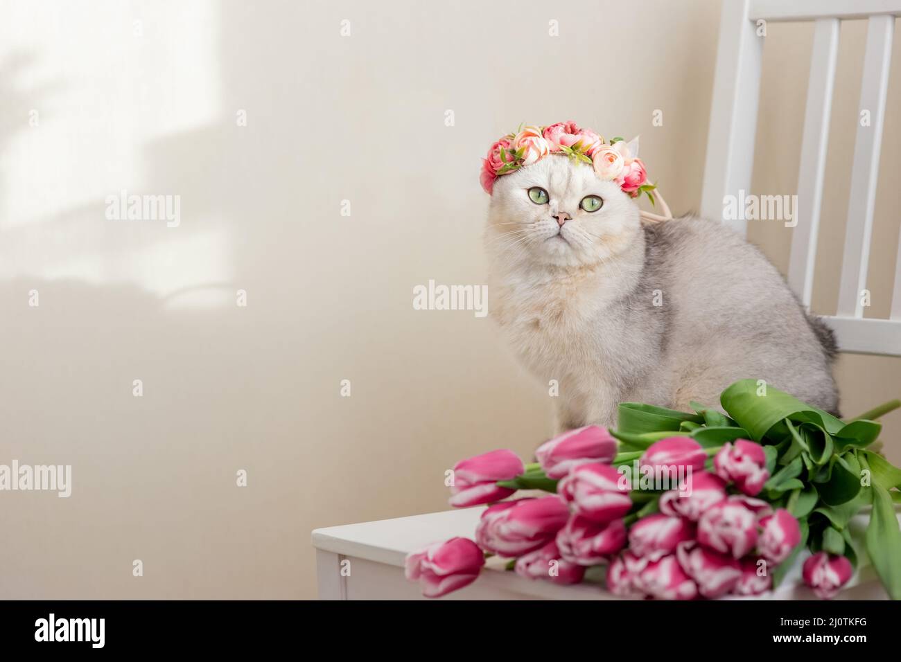 Un bel gatto bianco in una corona di fiori rosa, si siede con bouquet di tulipani rosa, su uno sfondo chiaro. Foto Stock