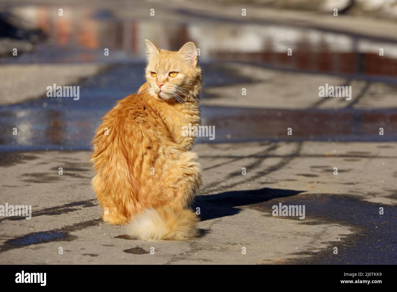 Gatto rosso seduto su una strada. Primavera tempo soleggiato, asfalto bagnato Foto Stock