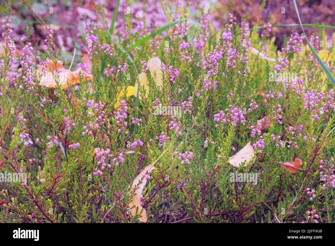L'erica fiorita di porpora cresce in un giardino rustico. Heath è cresciuto abbondantemente su brughiera e brughiera. Primo piano. Foto Stock