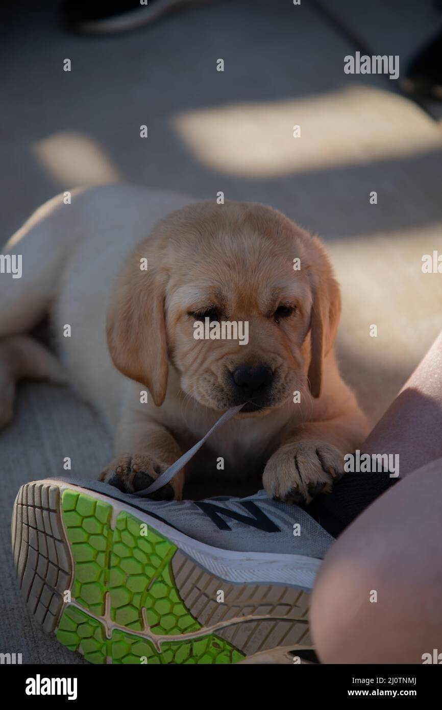 Carino cuccioli giallo Labrador Retriever che giocano con lacci di scarpe Foto Stock
