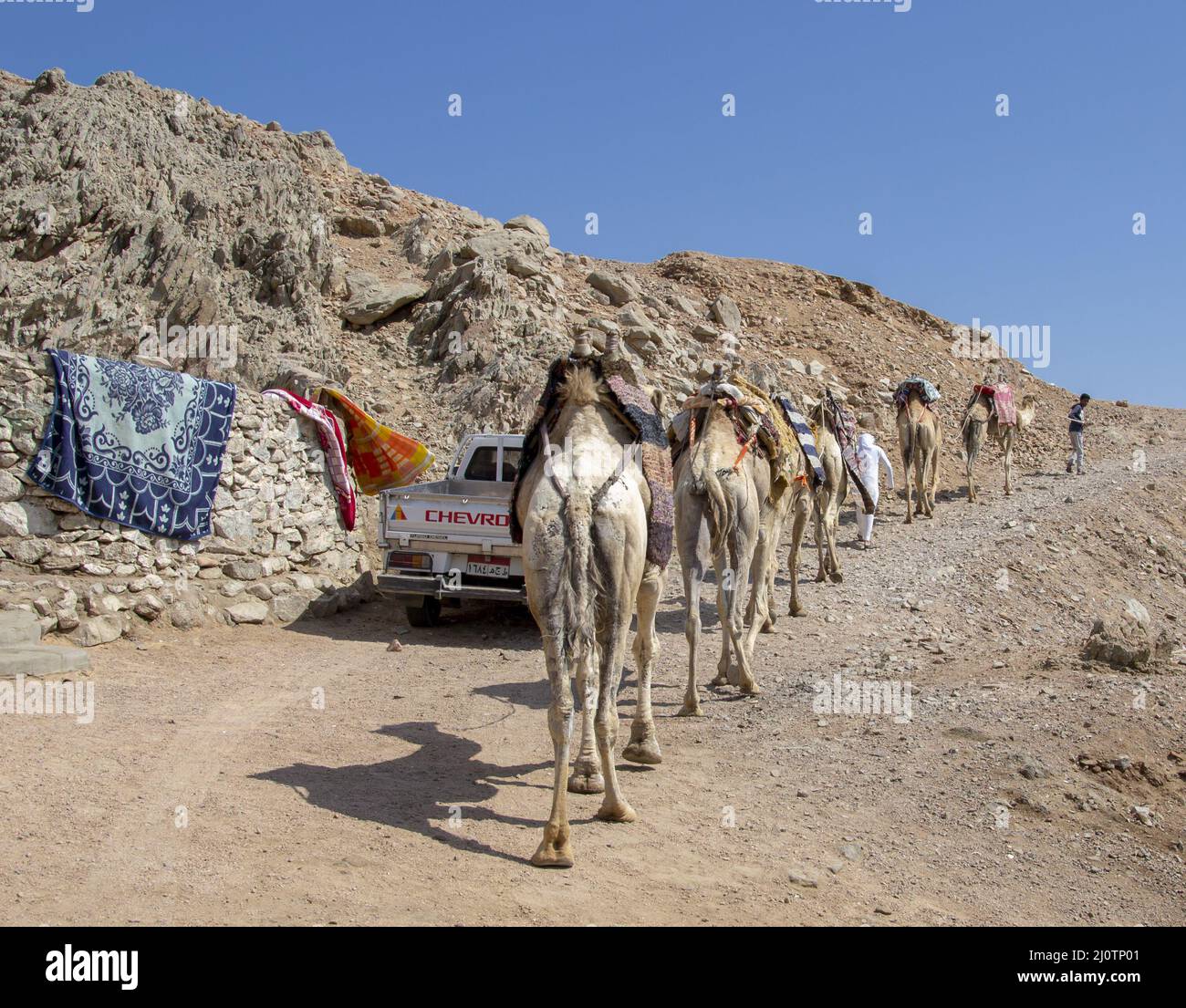 Caravan cammello per turisti. Un safari beduino in camelback a Dahab. Egitto. Foto Stock