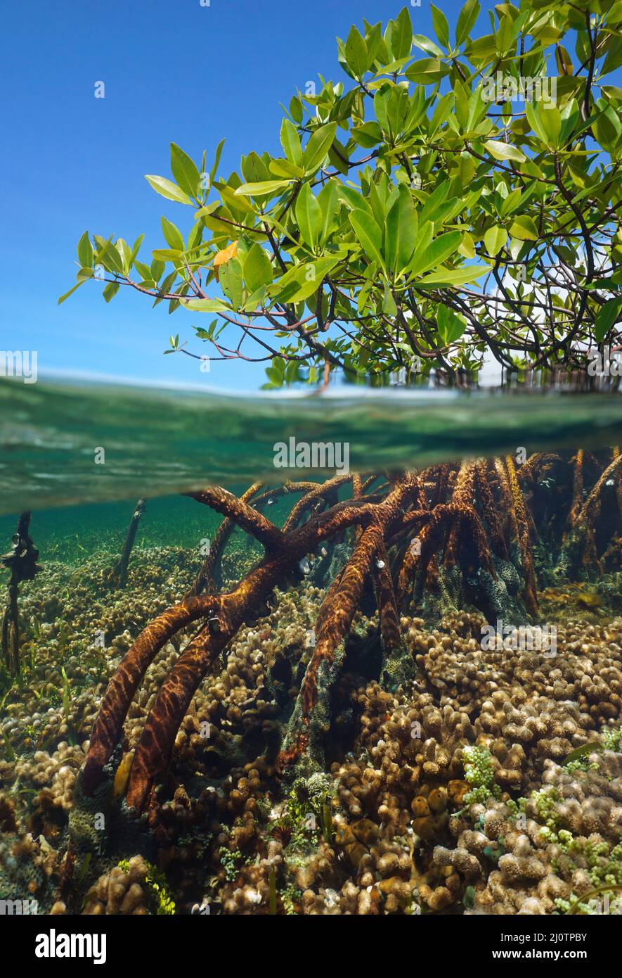 Albero di mangrovie nel mare, fogliame e radici vista su e sotto superficie d'acqua nei Caraibi ( mangrovie rosse Rhizophora mangle ) Foto Stock