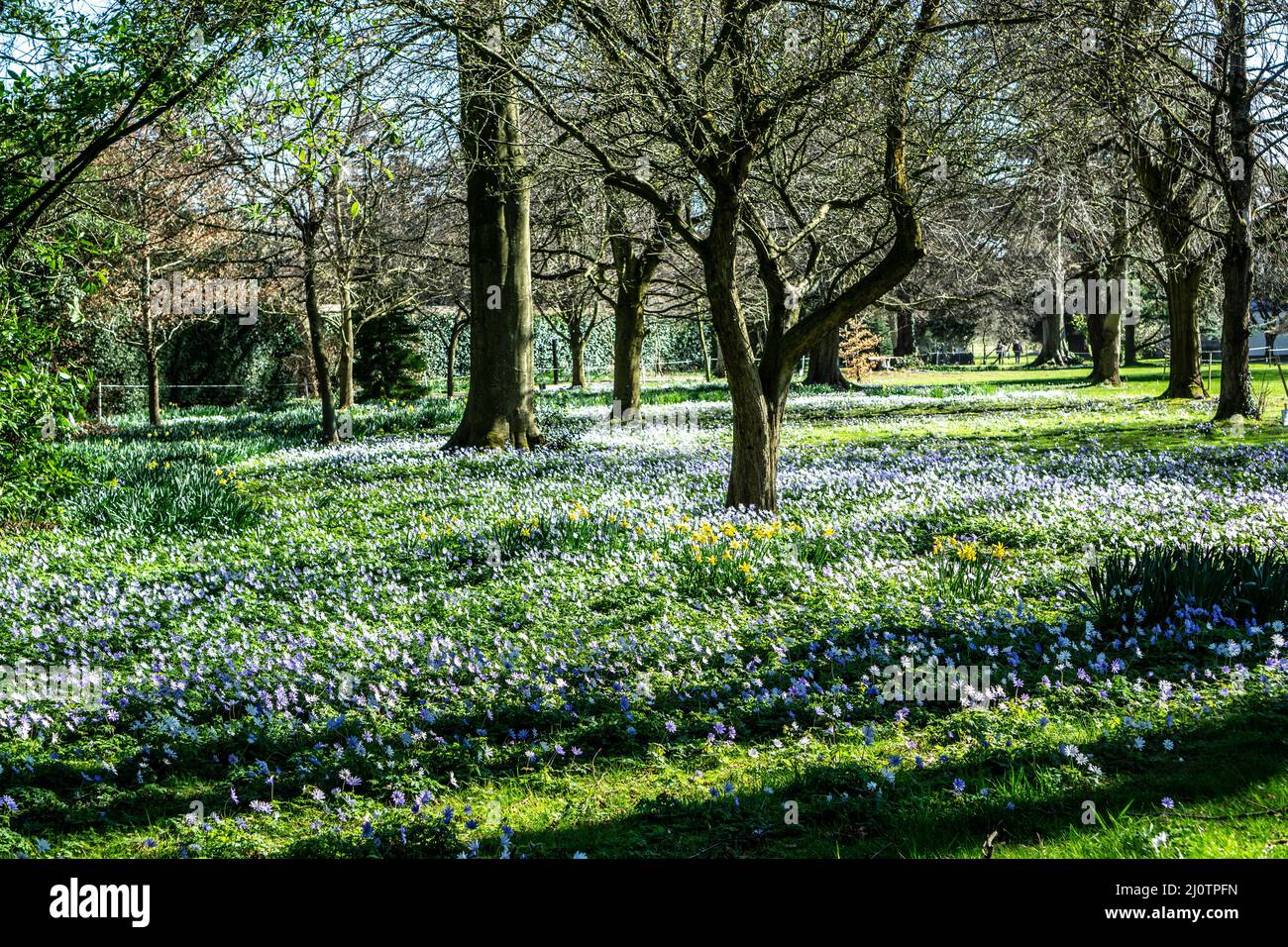 Un tappeto di fiori di anemone e naffodil che copre questa zona di terreno sulla Farmleigh Estate a Dublino, Irlanda. Foto Stock