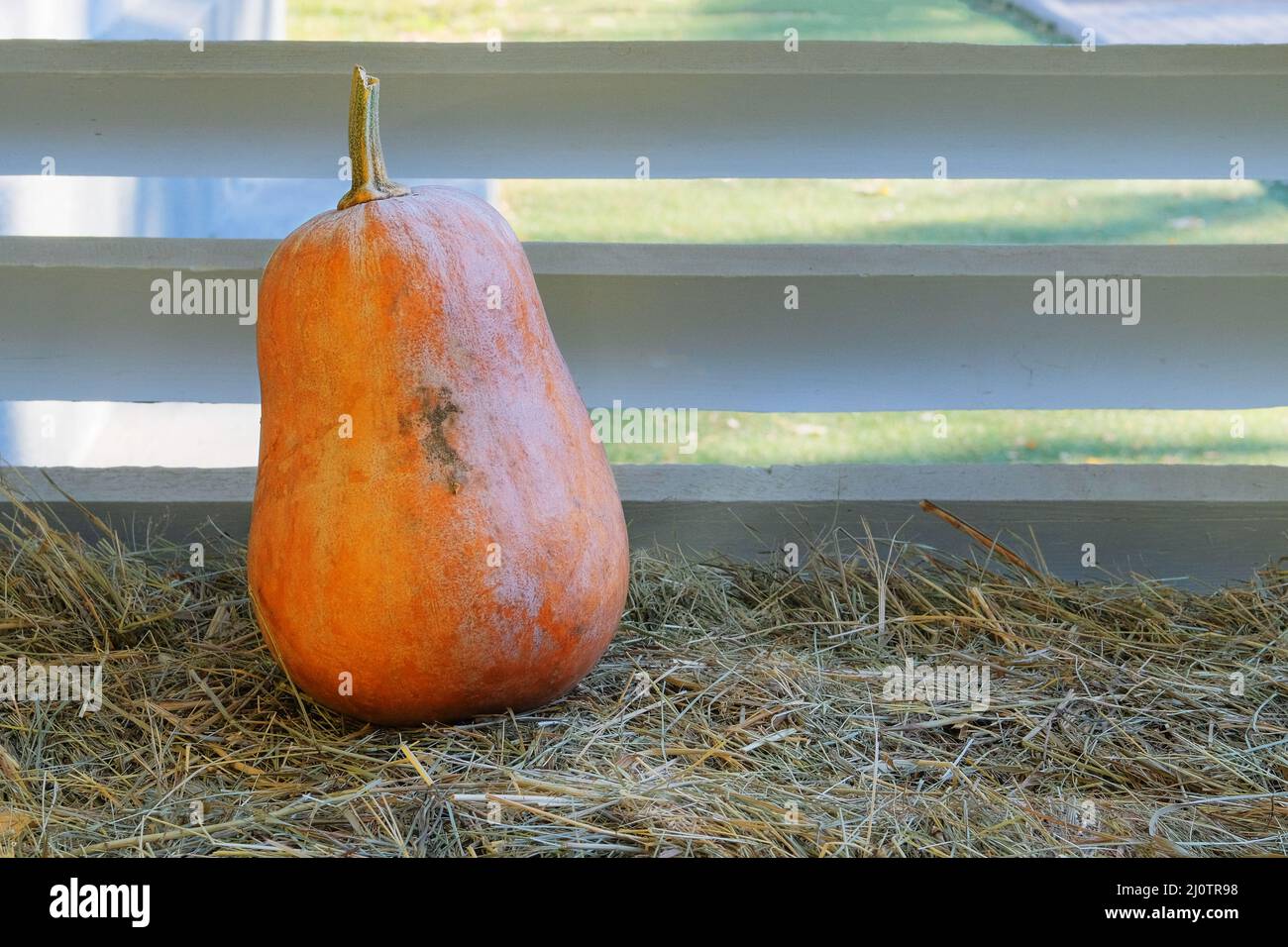 Raccolta e coltivazione autunnali. Decorazioni stagionali con zucca e fiori in autunno. Foto Stock