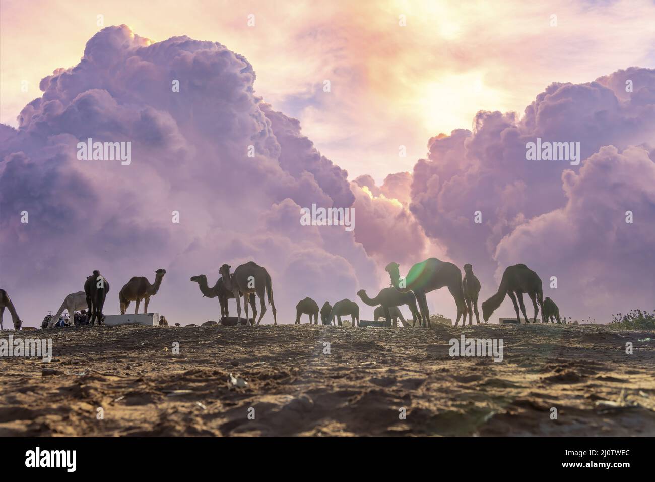 Primo piano di Un cammello di Dromedary preparazione per Un viaggio Trogh la sabbia nel deserto del Sahara in Marocco, Africa Foto Stock