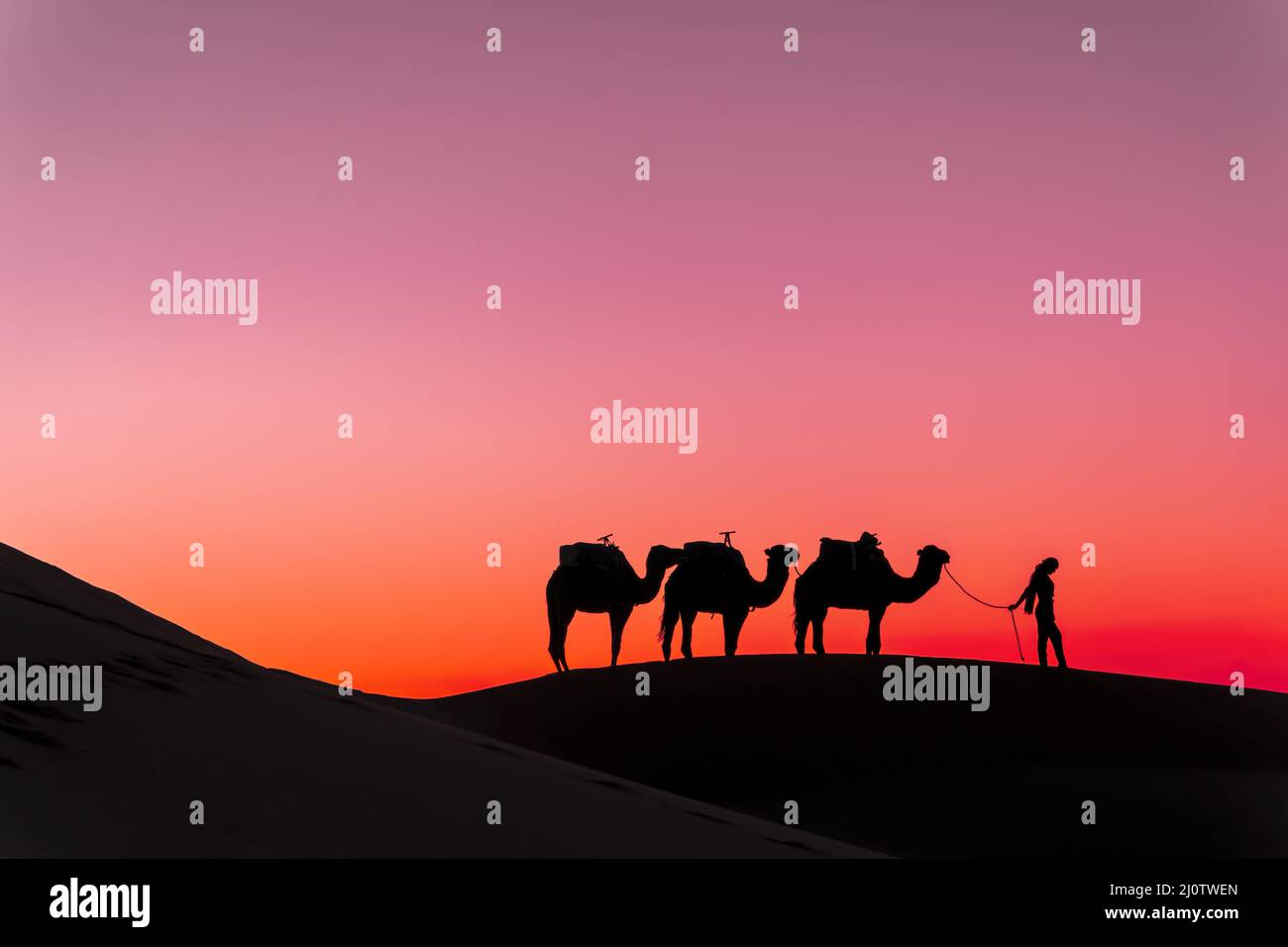 Silhouette di cammelli contro il sole che risente nel deserto del Sahara in Marocco Foto Stock