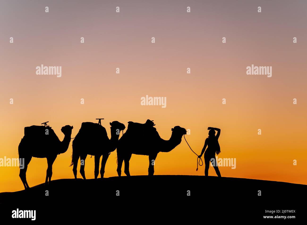 Silhouette di cammelli contro il sole che risente nel deserto del Sahara in Marocco Foto Stock