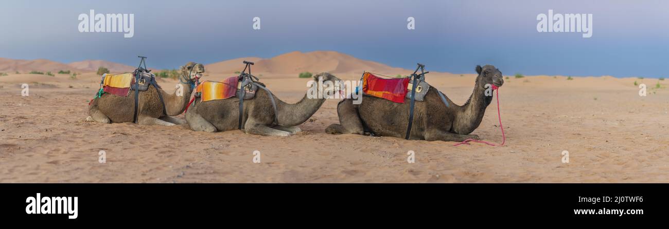 Primo piano di Un cammello di Dromedary preparazione per Un viaggio Trogh la sabbia nel deserto del Sahara in Marocco, Africa Foto Stock