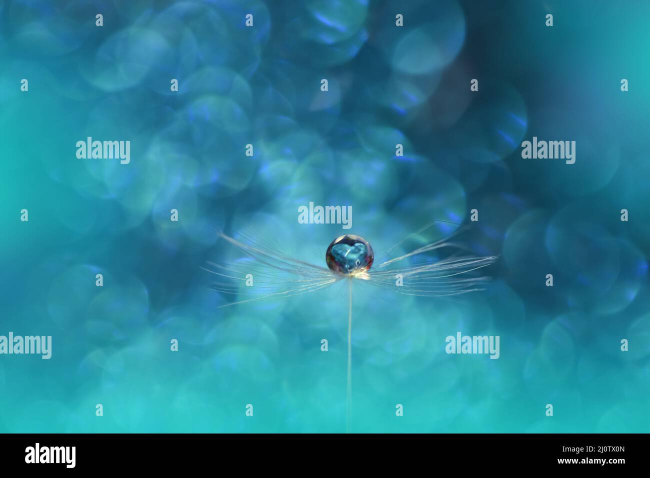 Bella natura background.Floral Art Design.Abstract Macro Photography.Dandelion Flower.Blue background.Creative Artistic Wallpaper.Turquoise Color. Foto Stock