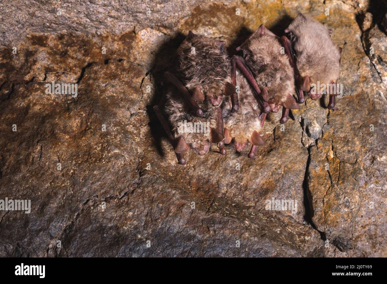 Un gruppo di pipistrelli dorme sul soffitto di una grotta di roccia. Pipistrelli selvatici del Caucaso settentrionale Foto Stock