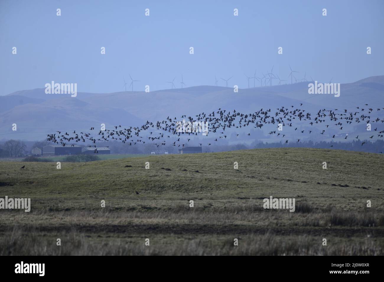 Oche al RSPB Loch Leven Anser brachyrhynchus Foto Stock