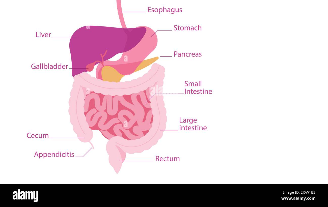 Apparato digerente umano. Parti della cavità addominale umana con le firme: Stomaco, fegato, intestino, pancreas, appendicite. Vettore illu Foto Stock