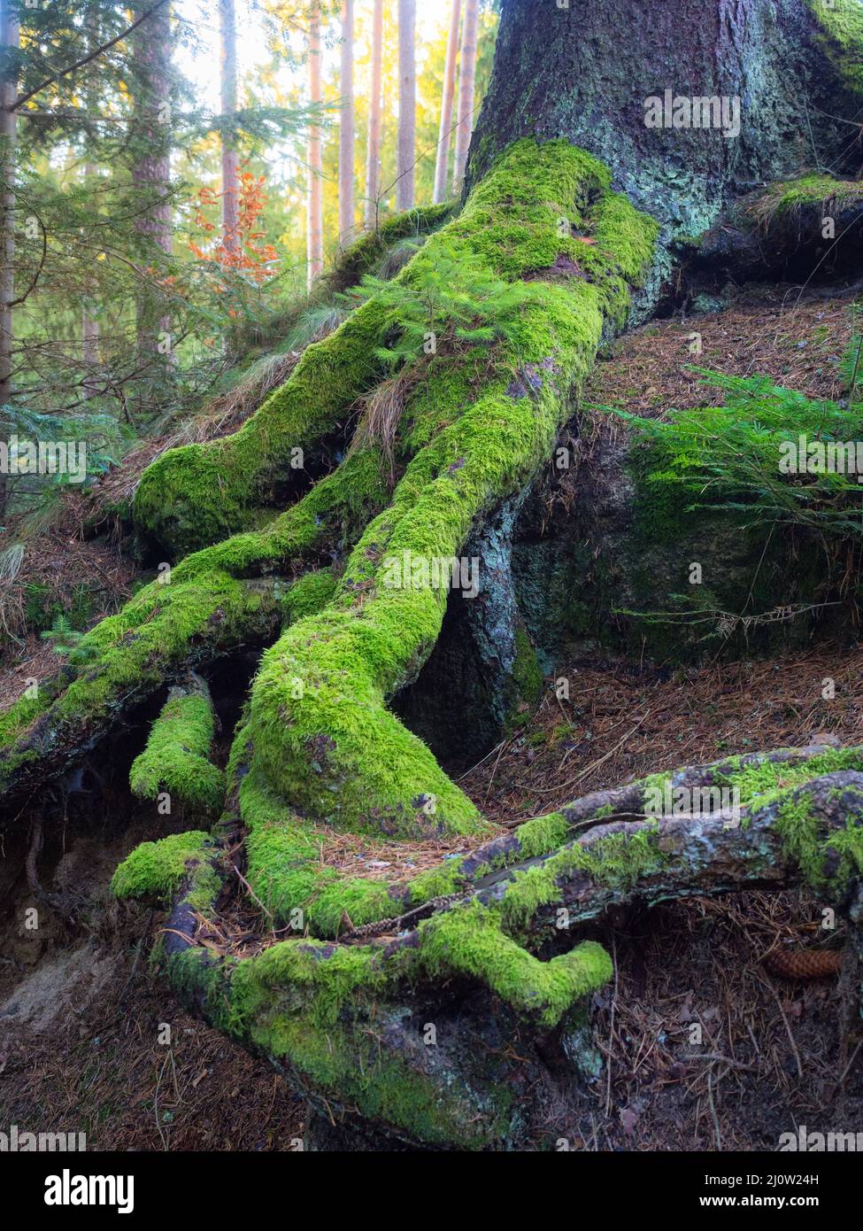 Forti radici verdi di un vecchio albero in una foresta che simboleggiano la forza e la resilienza Foto Stock