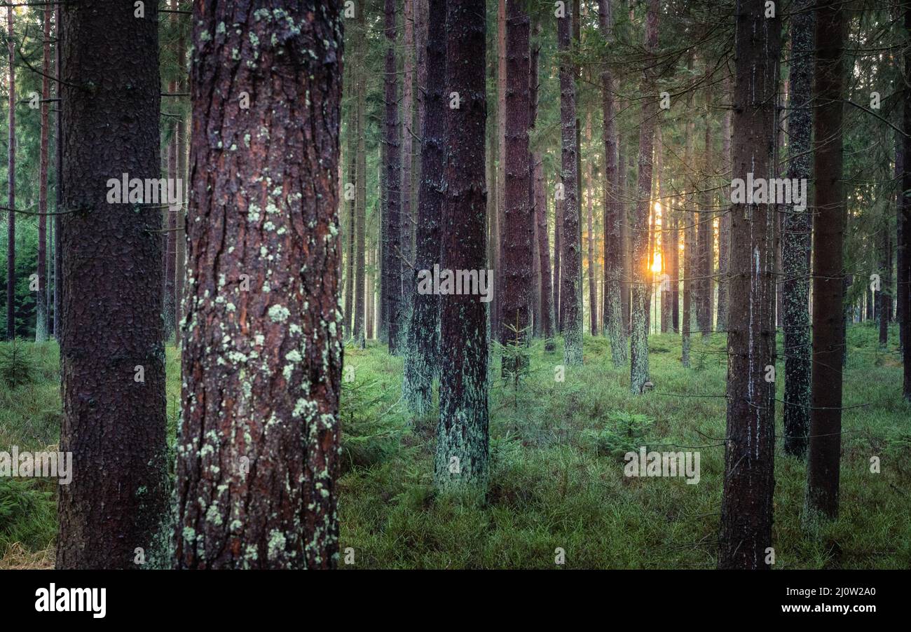 Luce del sole di mattina nella foresta Foto Stock