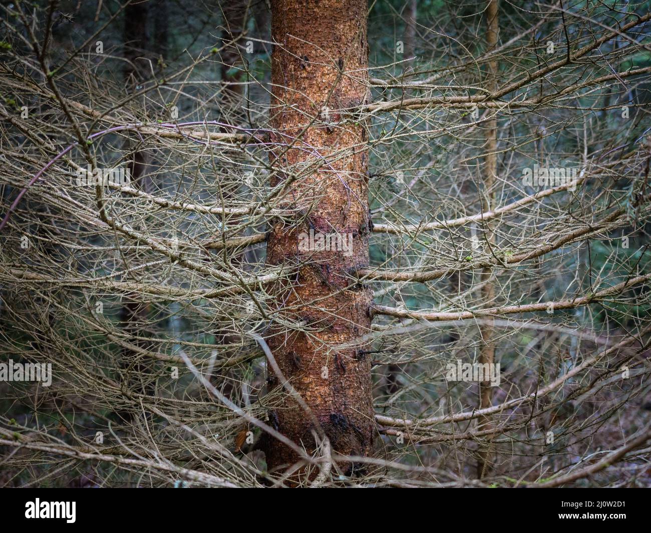 Alberi con foglie verdi nel bosco autunnale Foto Stock