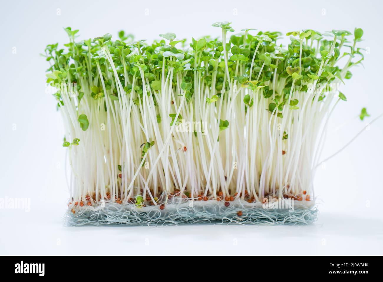 Immagine di germogli di broccoli freschi Foto Stock