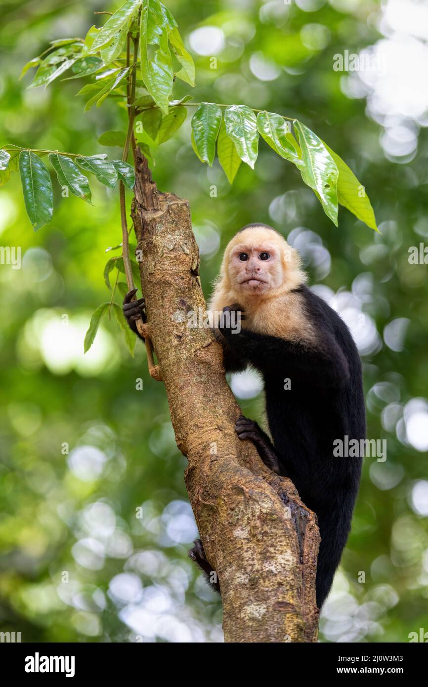 cappuccino colombiano (Cebus capucinus), Parco Nazionale Manuel Antonio, Costa Rica Foto Stock